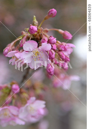 三十三間堂 68064839