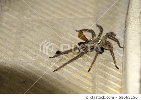 Ashida spider and cockroach! Ashida spider and cockroach! 68065150