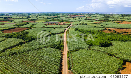 [Aerial view of sugarcane field in Irabu Island, Okinawa Prefecture] 68065377