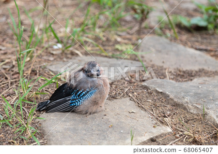 Little jay chick is sitting on the ground. 68065407