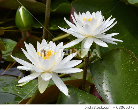 Water lily 20 Water lily 20 68066375