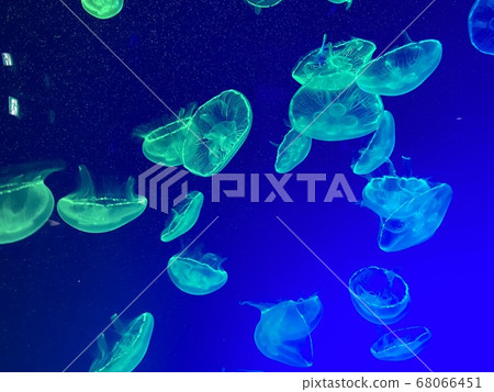 海月部落 海月部落 68066451
