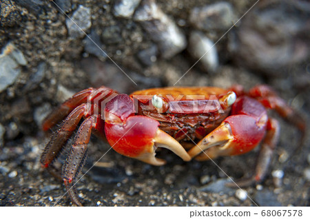 本溪螃蟹在多岩石的海的特寫鏡頭 本溪螃蟹在多岩石的海的特寫鏡頭 68067578