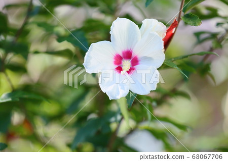 Mukugawa no Hana 68067706