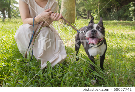 波士頓梗犬和她的主人一起戶外散步 68067741