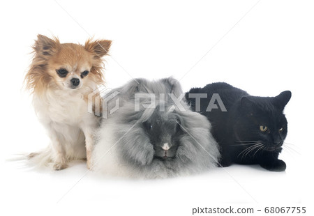 English Angora rabbit, cat and chihuahua English Angora rabbit, cat and chihuahua 68067755