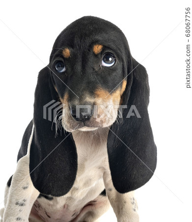 puppy bernese Schweizer Laufhund 68067756