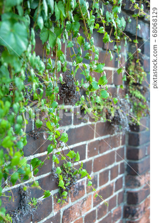 Old brick fence and ivy Old brick fence and ivy 68068129