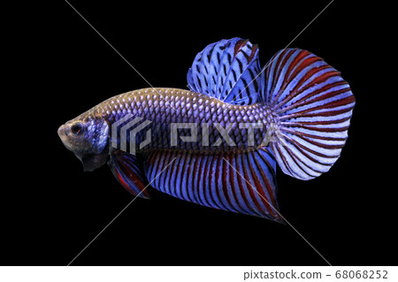 Betta Wild Mahachaiensis Blue Male or Plakat Fighting Fish Splendens Betta Wild Mahachaiensis Blue Male or Plakat Fighting Fish Splendens 68068252