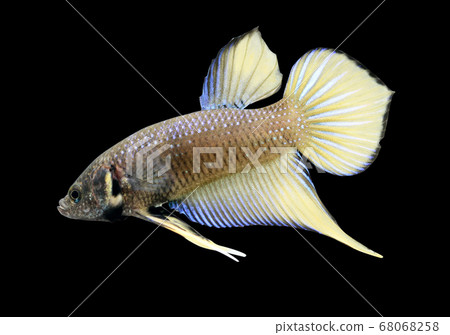 Betta Wild Yellow Male or Plakat Fighting Fish Splendens 68068258
