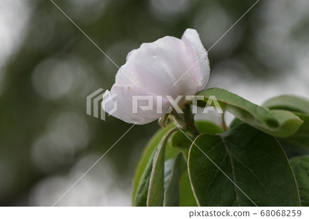 Opened flower of quince tree. 68068259