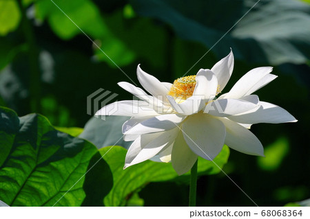 白蓮花 照片素材 圖片 圖庫