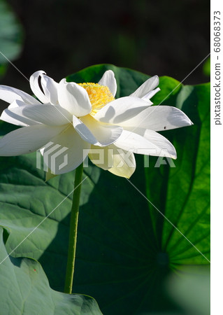 White lotus White lotus 68068373