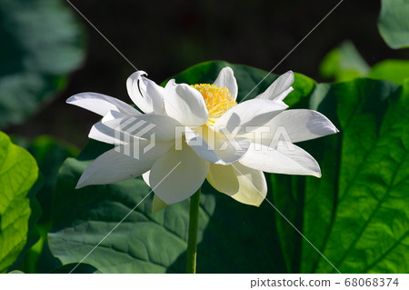 白蓮花 照片素材 圖片 圖庫