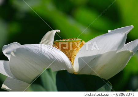 白蓮花 照片素材 圖片 圖庫