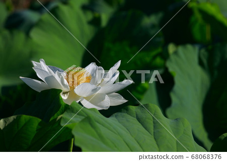 白蓮花 白蓮花 68068376