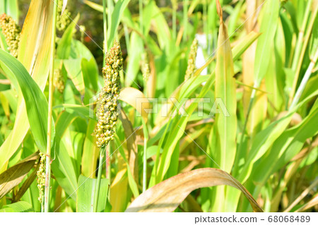 Pearl Millet, The organic ripe millet in the 68068489