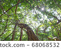 榕樹和屋久島上的太陽 68068532