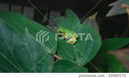Vivid green, tree frog in the garden Vivid green, tree frog in the garden 68068570
