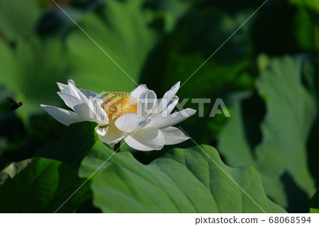 White lotus White lotus 68068594