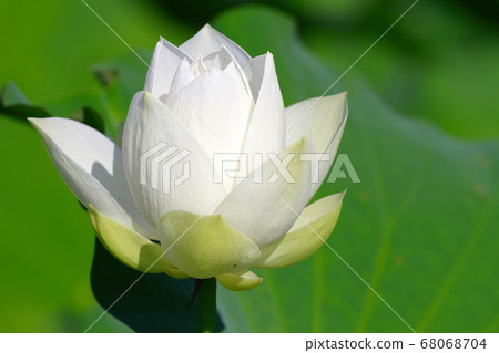 白蓮花 照片素材 圖片 圖庫