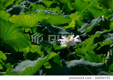 White lotus 68068705