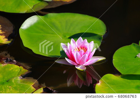 Water lily 68068763