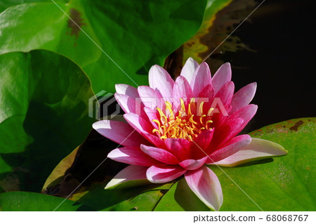 Water lily Water lily 68068767