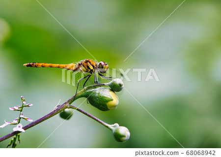 Dragonfly  68068942