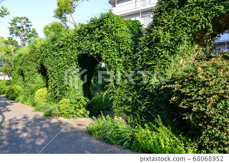 Ivy arch 68068952