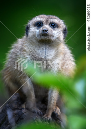 Meerkat standing looking for something. Suricata 68069018