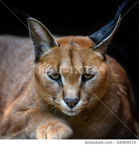 Caracal lynx over black background 68069019