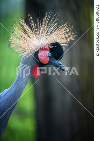 Beautiful crowned crane with blue eye and red 68069021