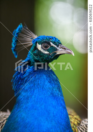Head shot of a peacock portrait Head shot of a peacock portrait 68069022