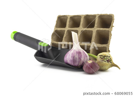 Fresh home grown garlic for seasoning 68069055