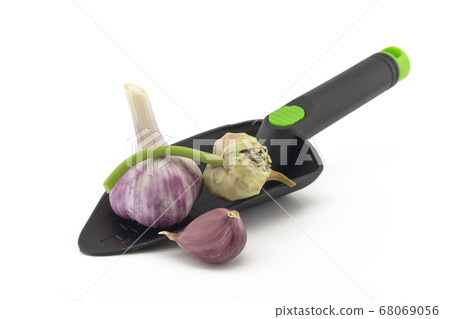 Garlic bulbs cloves and seed head in garden trowel 68069056