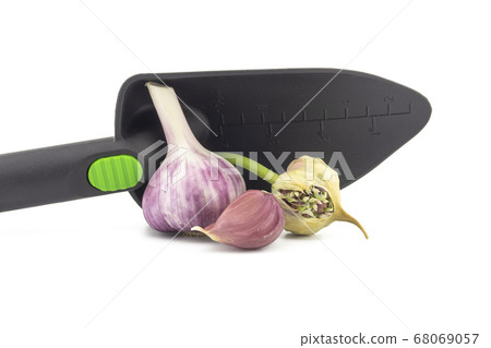 Garlic bulbs cloves and seed head in garden trowel 68069057