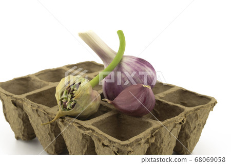 Garlic bulbs, cloves and seed head on seed tray 68069058