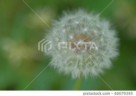 Dandelion's fluff Dandelion's fluff 68070393