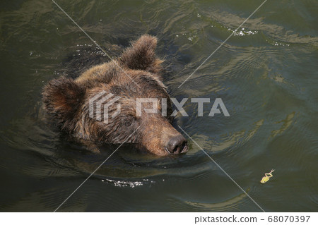 One frame of bear and frog 68070397