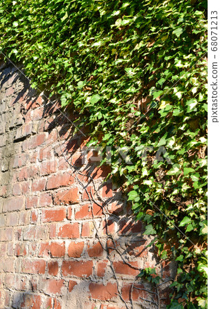 Old brick fence and ivy 68071213