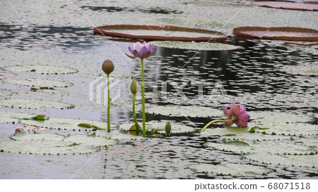 Lotus 68071518