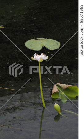 蓮花 68071965