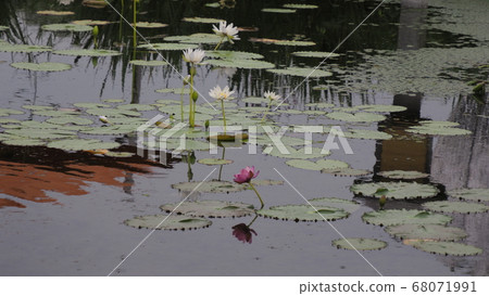 Lotus Lotus 68071991