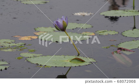 Lotus Lotus 68072008