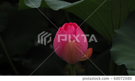 蓮花 68072080