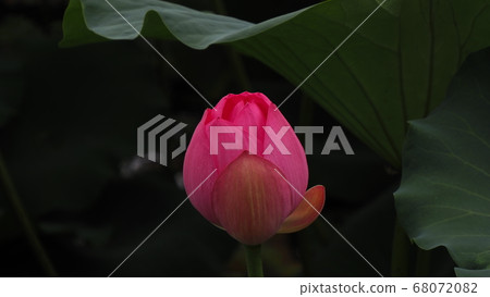 蓮花 蓮花 68072082