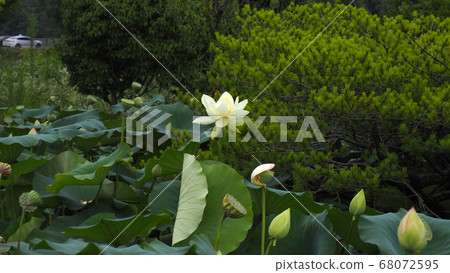 Lotus Lotus 68072595