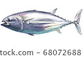 Illustration of a skipjack swimming 68072688