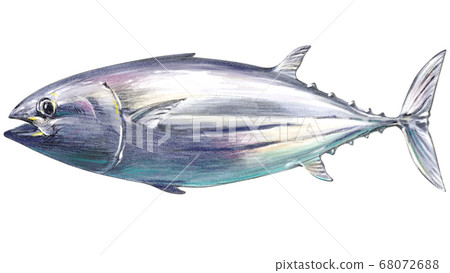 Illustration of a skipjack swimming - Stock Illustration [68072688] - PIXTA